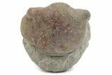 Bargain, Enrolled Illaenus Plautini Trilobite Fossil - Russia #363210-1